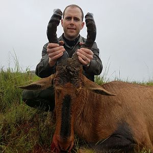 Red Hartebeest Hunt South Africa