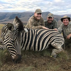 Burchell's Plain Zebra Hunt South Africa