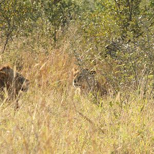 Lion & Lioness South Africa