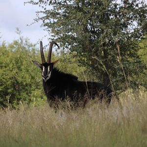 47" Inch Sable Antelope South Africa