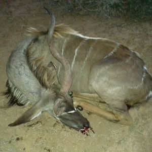 South Africa Hunting Kudu