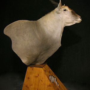 Eland Shoulder Mount Pedestal Taxidermy