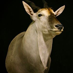 Eland Shoulder Mount Pedestal Taxidermy