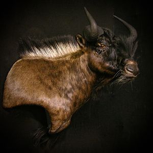 Black Wildebeest Shoulder Mount Taxidermy