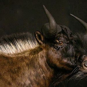 Black Wildebeest Shoulder Mount Taxidermy