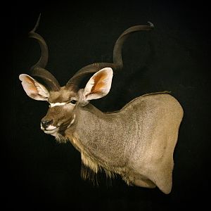 Kudu Shoulder Mount Taxidermy