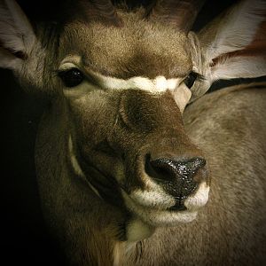 Kudu Shoulder Mount Taxidermy