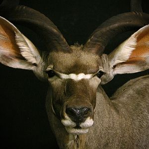 Kudu Shoulder Mount Taxidermy