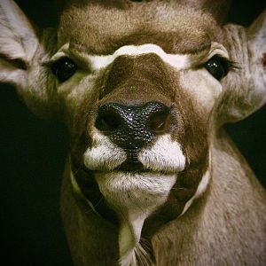 Kudu Shoulder Mount Taxidermy Close Up