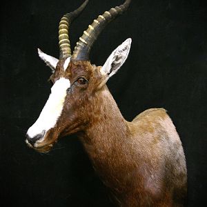 Blesbok Shoulder Mount Taxidermy