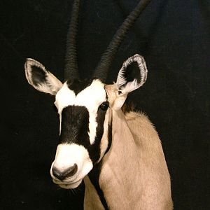 Gemsbok Shoulder Mount Taxidermy