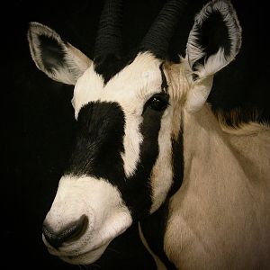 Gemsbok Shoulder Mount Taxidermy