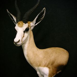 Springbok Shoulder Mount Taxidermy