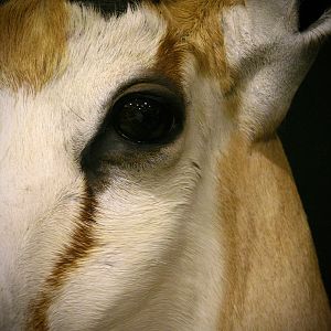 Springbok Shoulder Mount Taxidermy Close Up