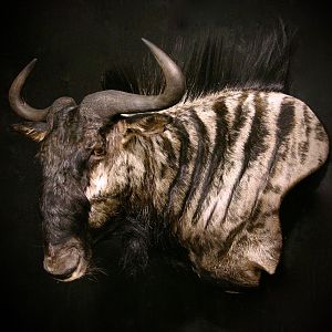 Black Wildebeest Shoulder Mount Taxidermy