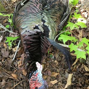 Turkey Hunt