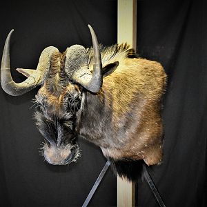 Black Wildebeest Shoulder Mount Taxidermy