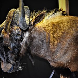 Black Wildebeest Shoulder Mount Taxidermy