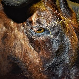 Black Wildebeest Shoulder Mount Taxidermy