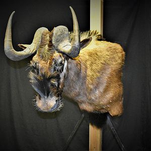 Black Wildebeest Shoulder Mount Taxidermy