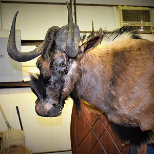 Black Wildebeest Shoulder Mount Taxidermy