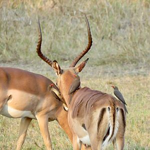 Impala South Africa