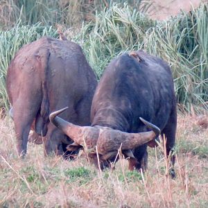 Cape Buffalo South Africa