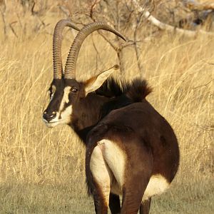 Sable Antelope South Africa