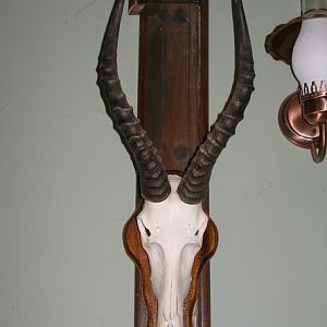 Blesbok European Skull Mount Taxidermy