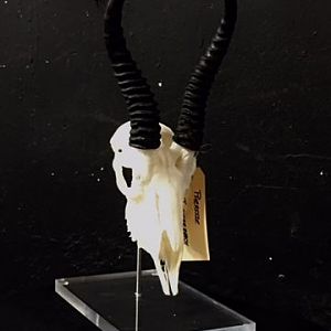 Springbok European Skull Mount Taxidermy