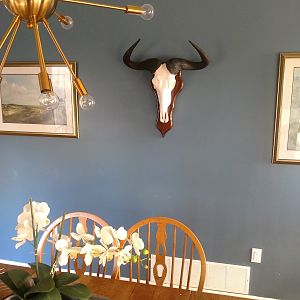 Blue Wildebeest European Skull Mount Taxidermy