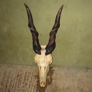 Eland European Skull Mount Taxidermy