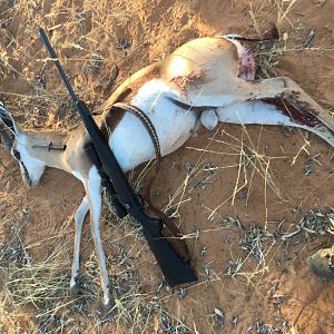 Namibia Hunting Springbok