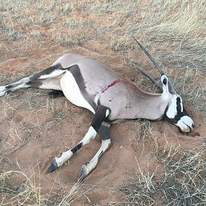 Hunt Gemsbok Namibia