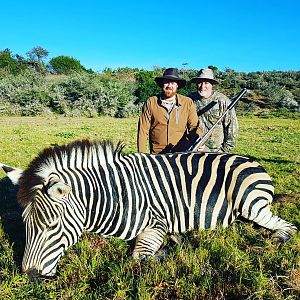 Burchell's Plain Zebra Hunt in South Africa