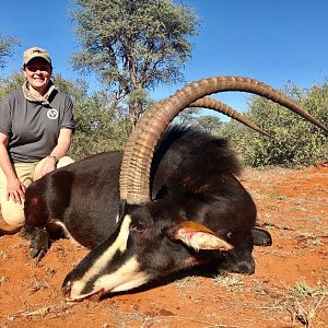 South Africa Hunting Sable Antelope