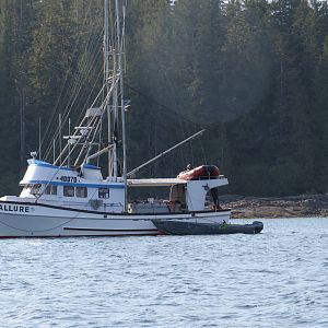 Black Bear Hunt On And Around Prince Of Whales SE Alaska