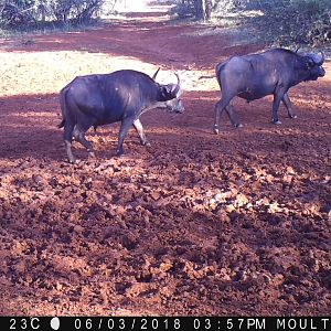 Cape Buffalo Trail Cam Pictures South Africa