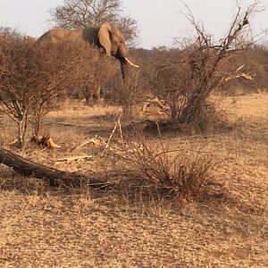 Elephant South Africa