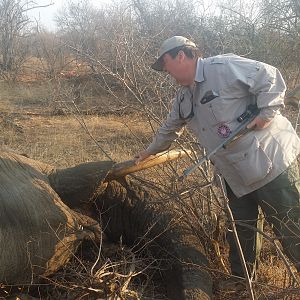 South Africa Hunting Elephant