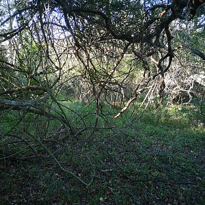 Blue Duiker Hunt in South Africa