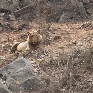 Lion South Africa