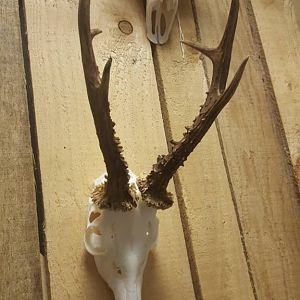 Roe Deer European Skull Mount Taxidermy