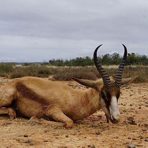 Hunting Copper Springbok in South Africa