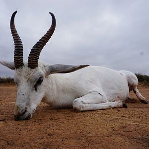 White Springbok Hunt South Africa