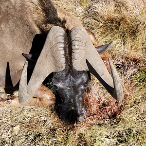 Black Wildebeest Hunting South Africa