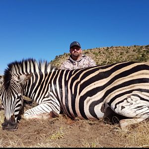 Burchell's Plain Zebra Hunting South Africa