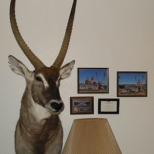 Waterbuck Shoulder Mount Taxidermy