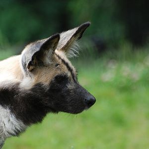 Wild Dog South Africa