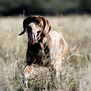 Hunting Dog